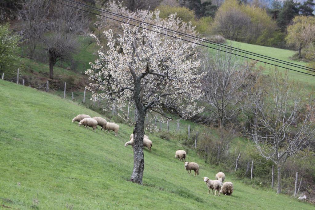 La Bastide De Fontaille Bed & Breakfast Saint-Félicien Dış mekan fotoğraf